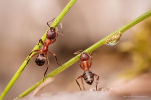 IMG_0721ants