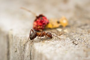 IMG_4369ant