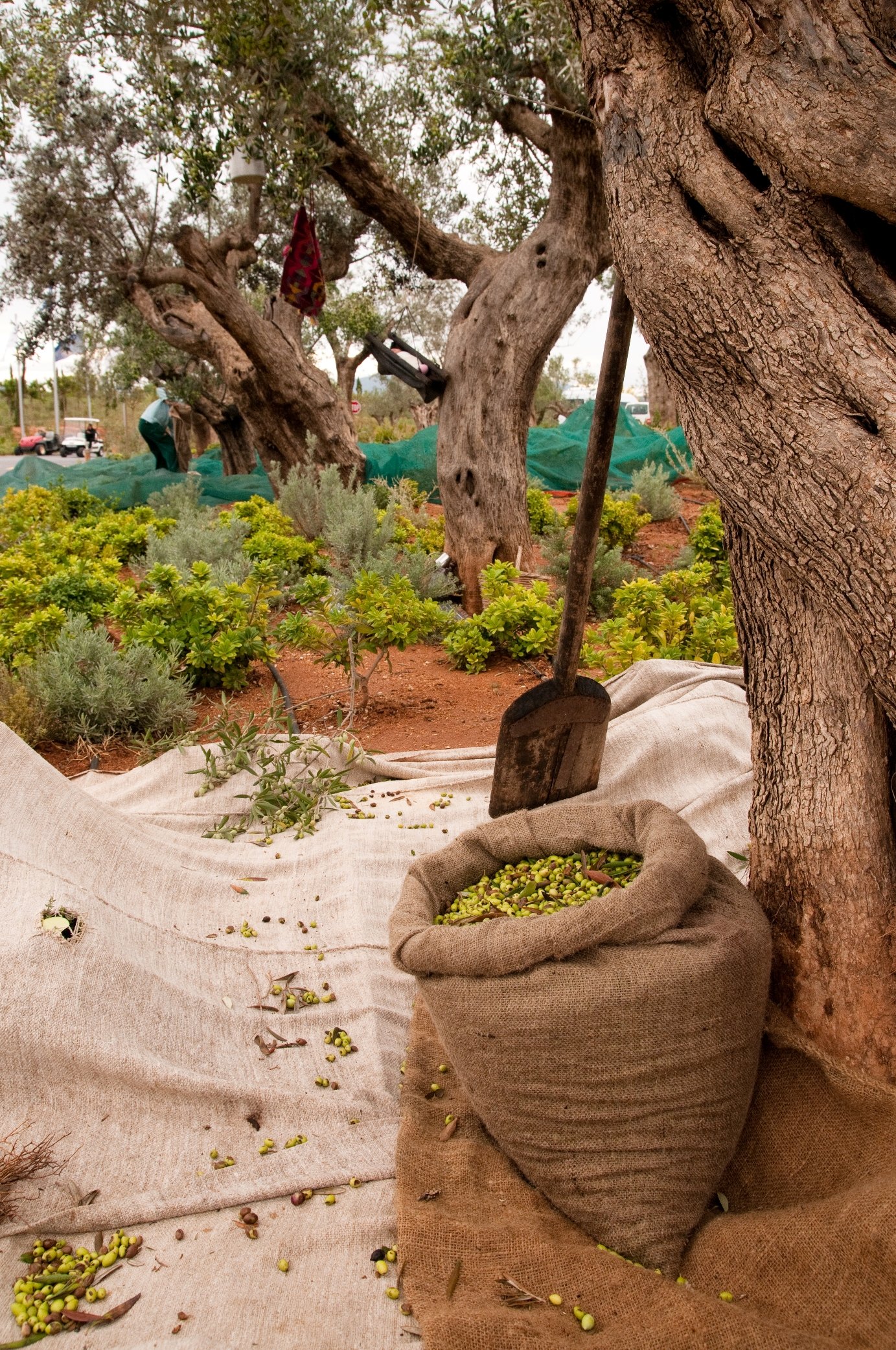 olive-harvesting